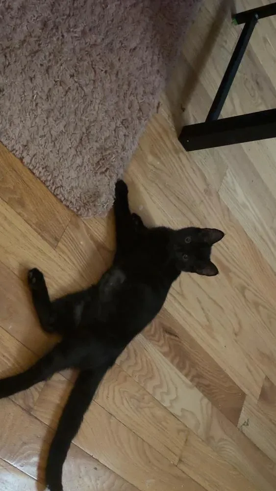 A baby small-sized female Black Domestic Short Hair cat named Bonnie for adoption in Hudson, NH