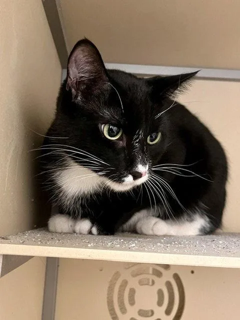 An adult small-sized female Black & White / Tuxedo Domestic Short Hair cat named Verbena for adoption in Webster, WI
