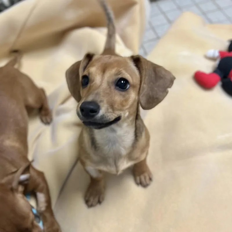 A baby small-sized female Red / Chestnut / Orange Dachshund dog named Beans for adoption in Wantagh, NY