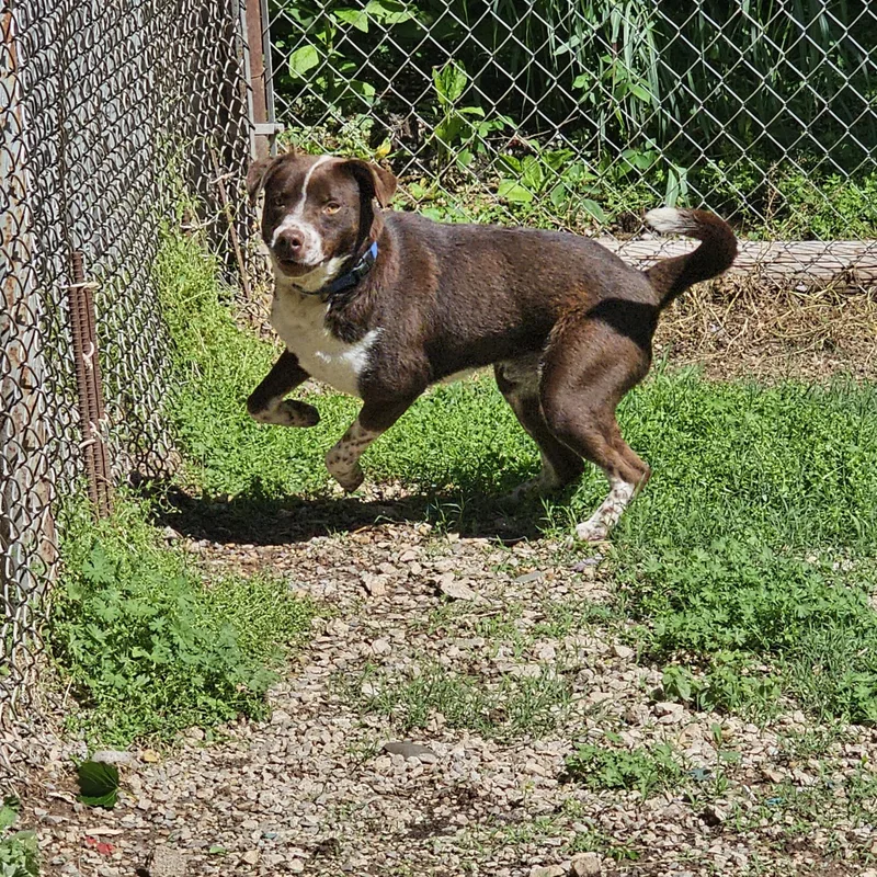 An adult medium-sized male Bicolor Pointer dog named Chance for adoption in Cleveland, OK