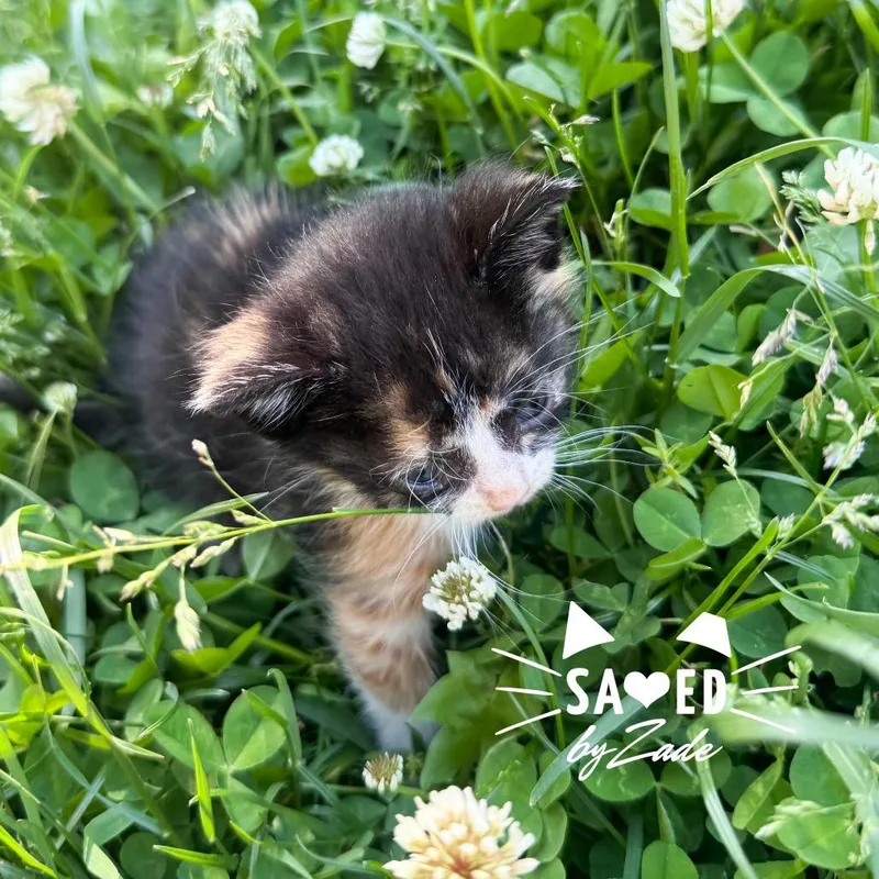 A baby small-sized female Calico Domestic Short Hair cat named Mini Minoo for adoption in Eaton Rapids, MI