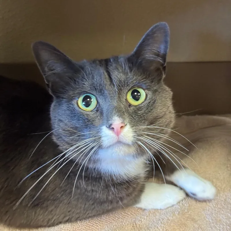 An adult medium-sized male Gray / Blue / Silver Domestic Short Hair cat named Lucas for adoption in Santa Barbara, CA