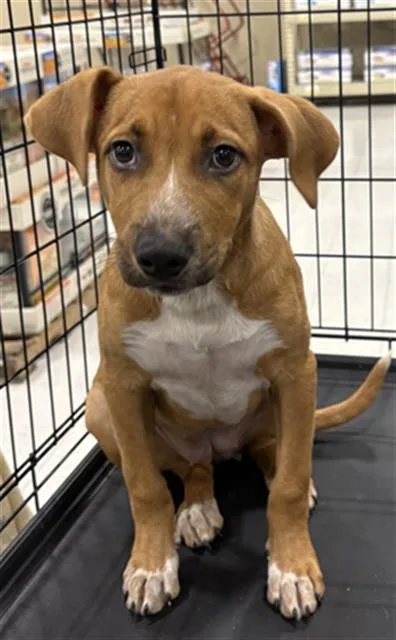 A baby small-sized female Mixed Breed dog named Milly for adoption in Bakersfield, CA
