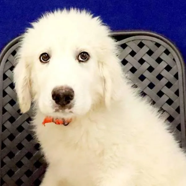 A baby large-sized male Great Pyrenees dog named Cole for adoption in Midland, TX