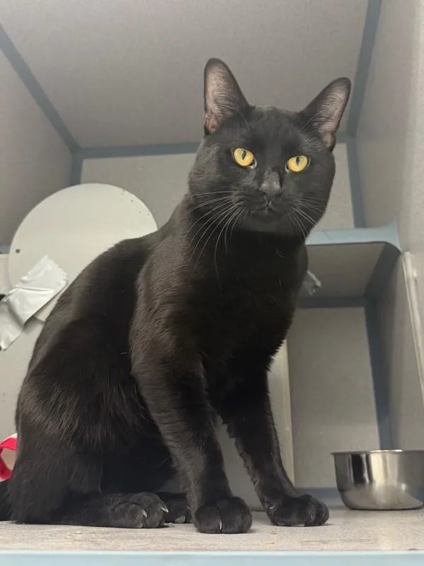 A young medium-sized male Domestic Short Hair cat named Bellamy for adoption in Skillman, NJ
