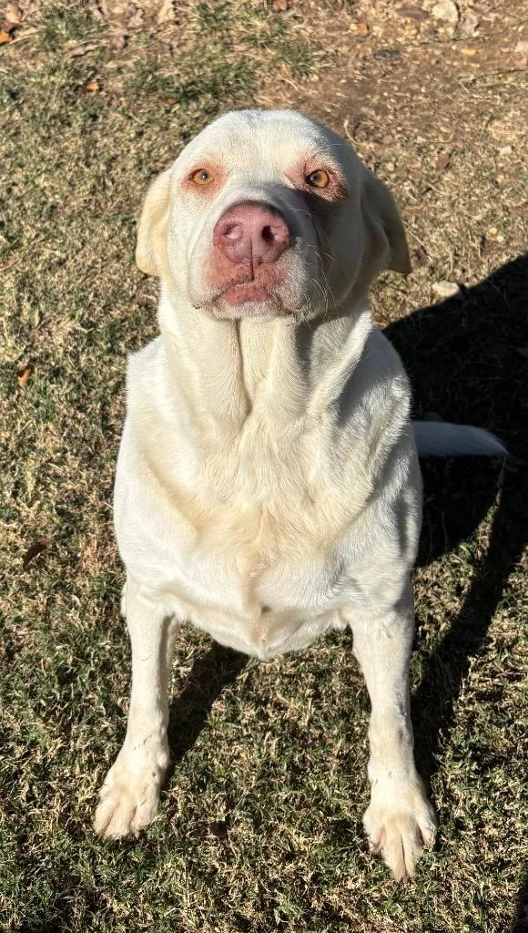 An adult extra large-sized female Labrador Retriever dog named Sugar Bear for adoption in Seven Points, TX