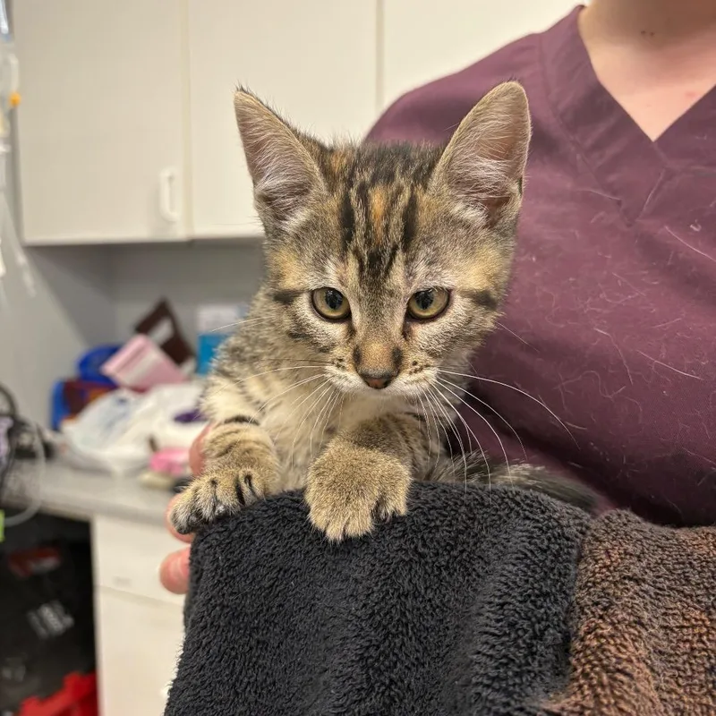 A baby small-sized female Torbie Domestic Short Hair cat named Goulash for adoption in Spokane, WA