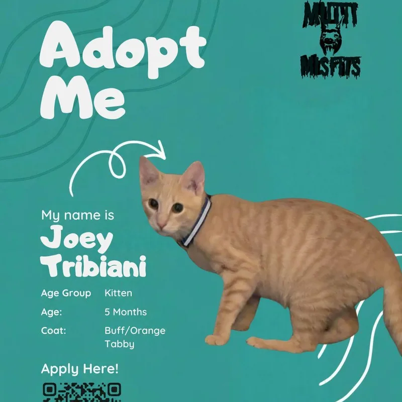 A baby medium-sized male Tabby (Orange / Red) Domestic Short Hair cat named Joey Tribiani for adoption in Oklahoma City, OK