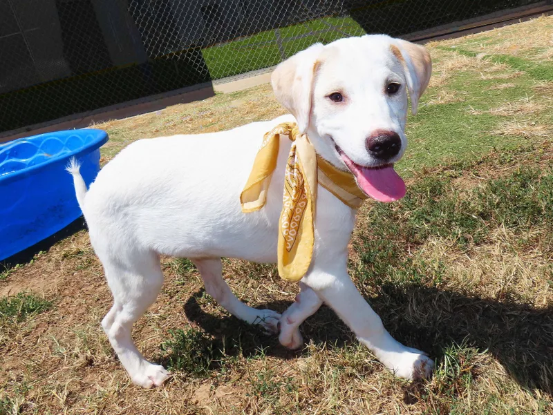 A baby medium-sized male Labrador Retriever dog named Whisky CB for adoption in Rogers, AR