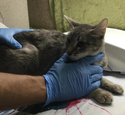 A young small-sized female Domestic Short Hair cat named Venus for adoption in Riverside, CA