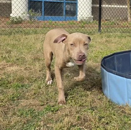 A baby small-sized female Terrier dog named Bee for adoption in Conway, SC