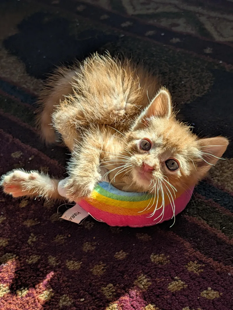 A baby medium-sized male Orange / Red Domestic Short Hair cat named Tangerine for adoption in Waterloo, IA