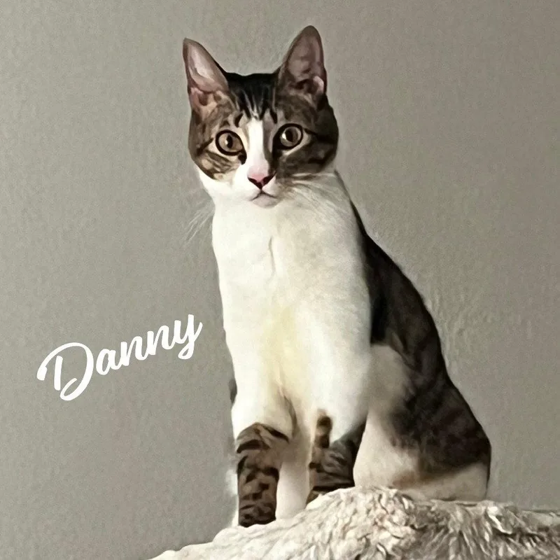A young medium-sized male Tabby cat named Danny lovablescamp for adoption in Houston, TX