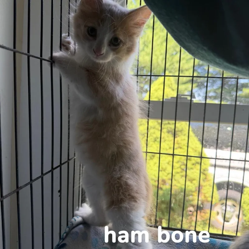 A baby small-sized male Orange / Red Domestic Medium Hair cat named Ham Bone for adoption in Hanna City, IL