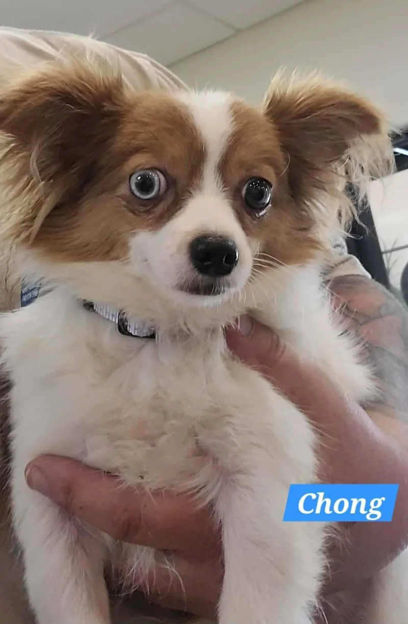 A baby small-sized male Tricolor (Brown, Black, & White) Chihuahua dog named Chong for adoption in St. Clairsville, OH