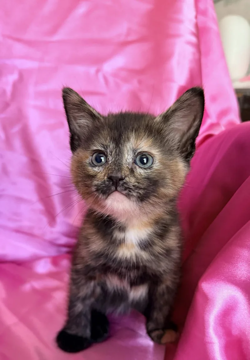 A baby medium-sized female Domestic Short Hair cat named Mina for adoption in Rowland Heights, CA