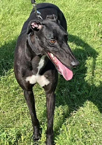 An adult large-sized male Black Greyhound dog named Manny for adoption in Dallas, TX