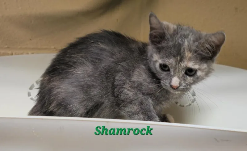 A baby medium-sized female Domestic Short Hair cat named Shamrock for adoption in Cedar Rapids, IA