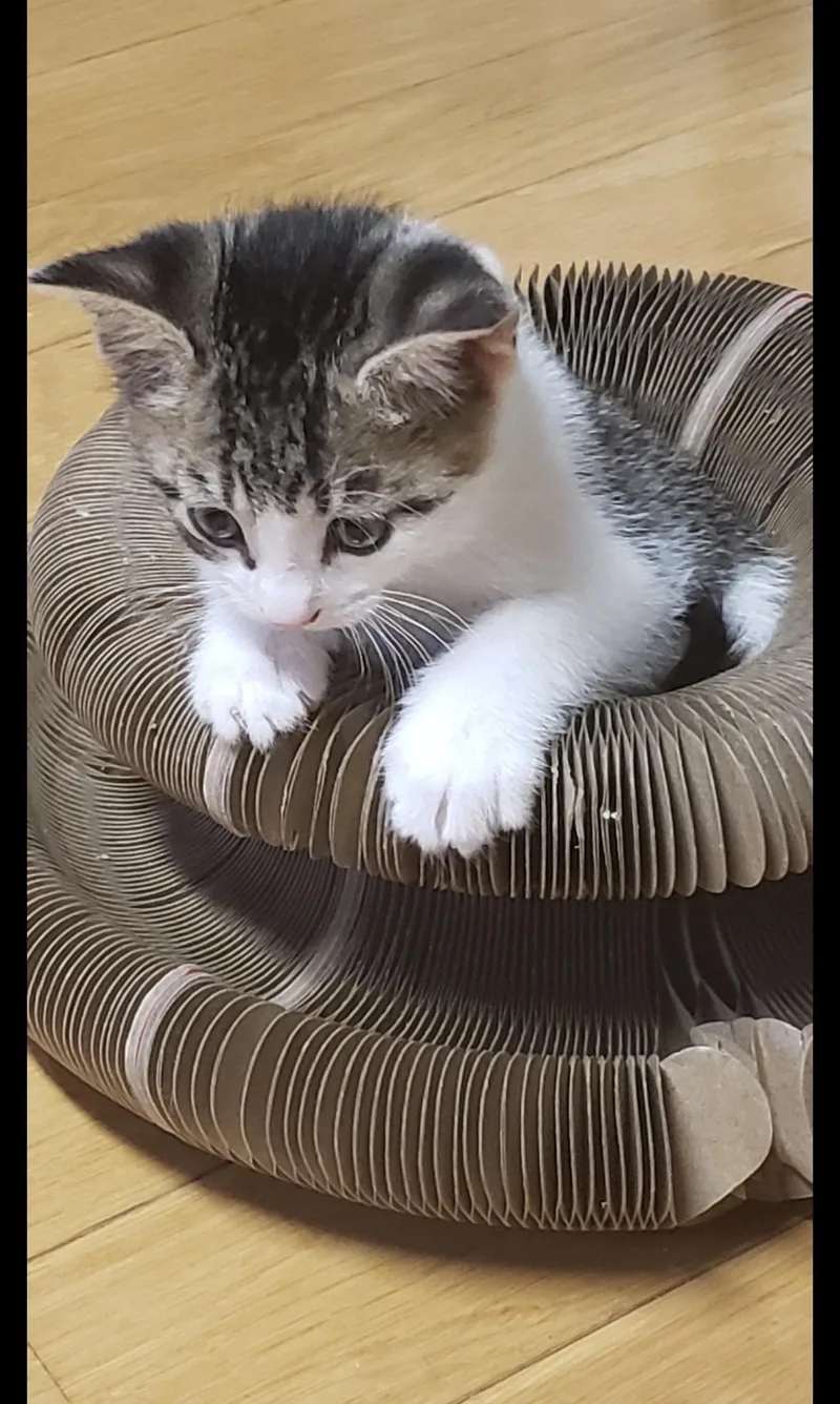 A baby medium-sized male Tabby (Gray / Blue / Silver) Domestic Short Hair cat named Nelson for adoption in Aylett, VA