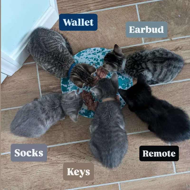 Socks thumbnail 3