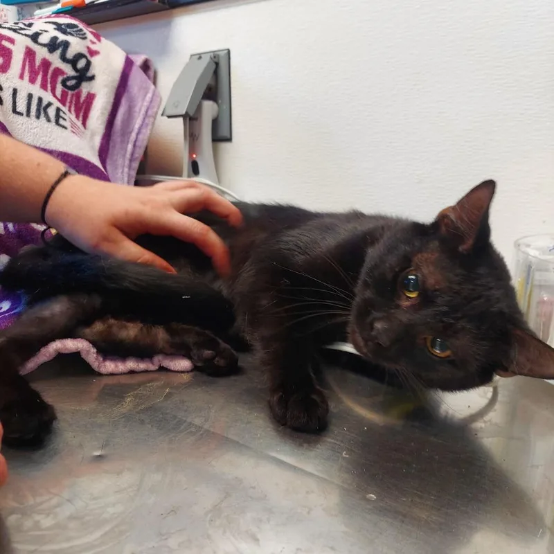 A young large-sized male Black Domestic Short Hair cat named Corvus for adoption in Ashtabula, OH