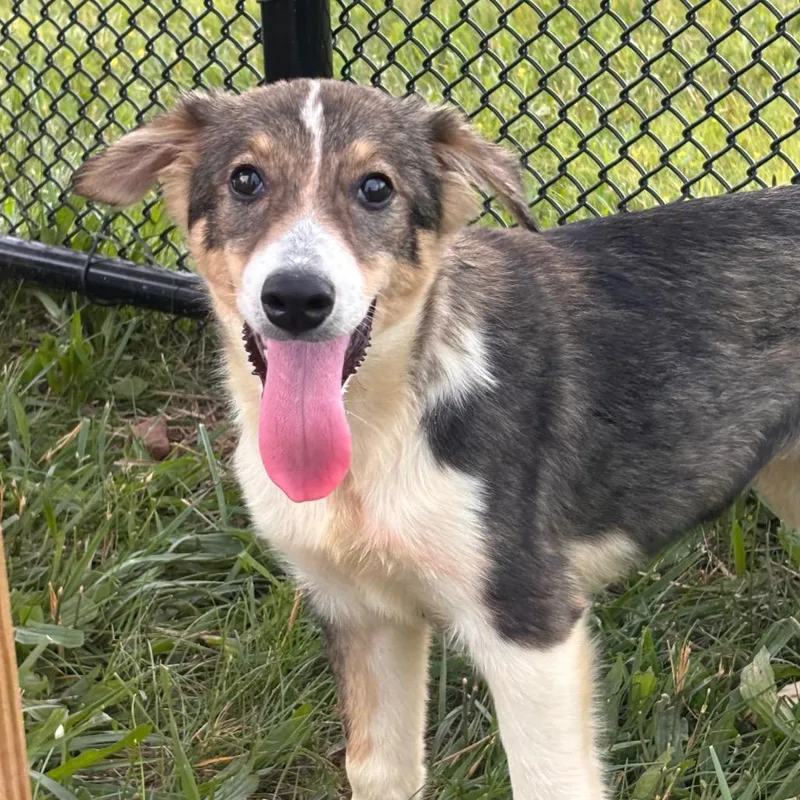 A baby small-sized female Brown / Chocolate Collie dog named Inning for adoption in York, PA