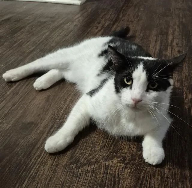A young small-sized male Domestic Short Hair cat named Goomba for adoption in San Antonio, TX