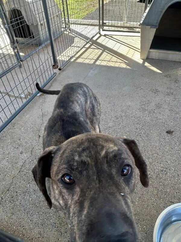 An adult medium-sized female Cane Corso dog named Zuma for adoption in Paris , TN