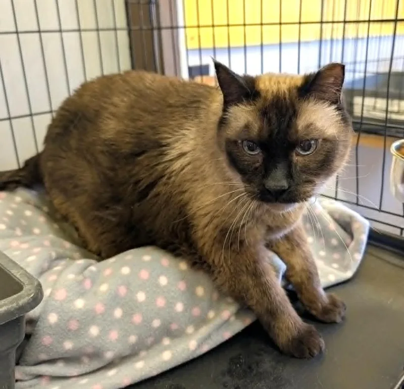 A senior extra large-sized male Domestic Short Hair cat named Monkey for adoption in Ogden, UT