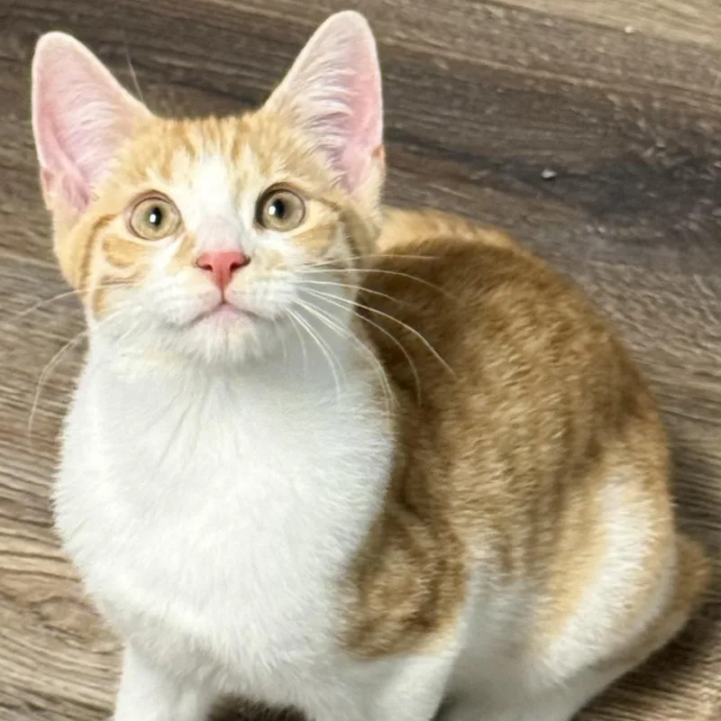 A baby medium-sized male Domestic Short Hair cat named Jeremy for adoption in Cranford, NJ