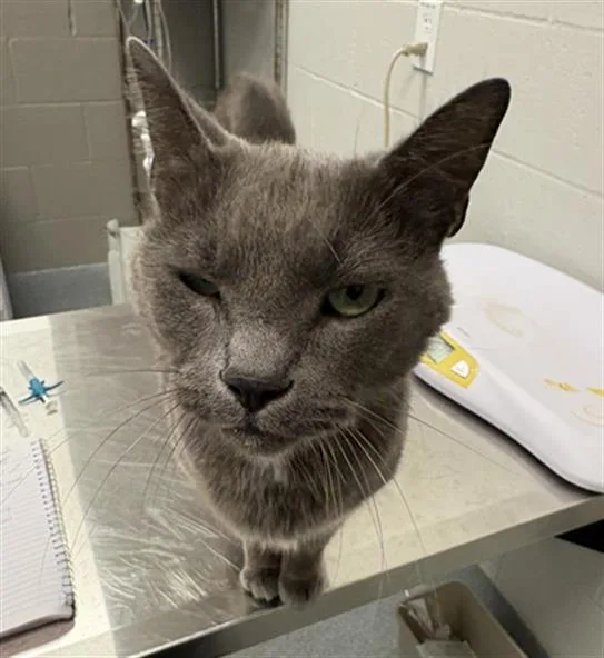 An adult large-sized female Domestic Short Hair cat named Darling for adoption in Indianapolis, IN