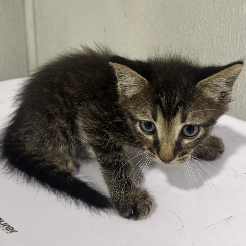 A baby small-sized male Brown / Chocolate Domestic Short Hair cat named Noa for adoption in Tampa, FL