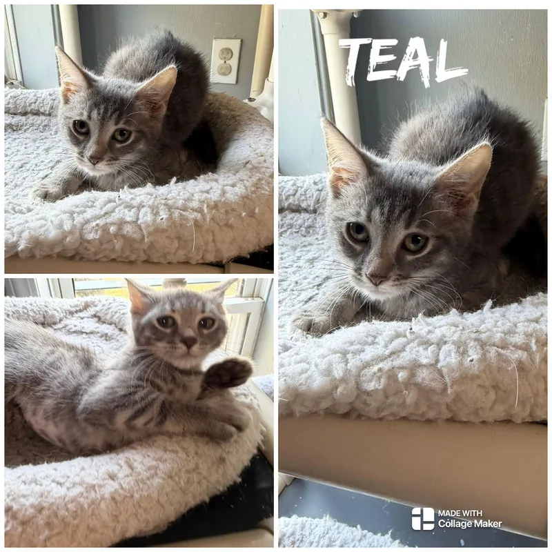 A young medium-sized female Tabby (Gray / Blue / Silver) Domestic Short Hair cat named Teal for adoption in Saint James, MO