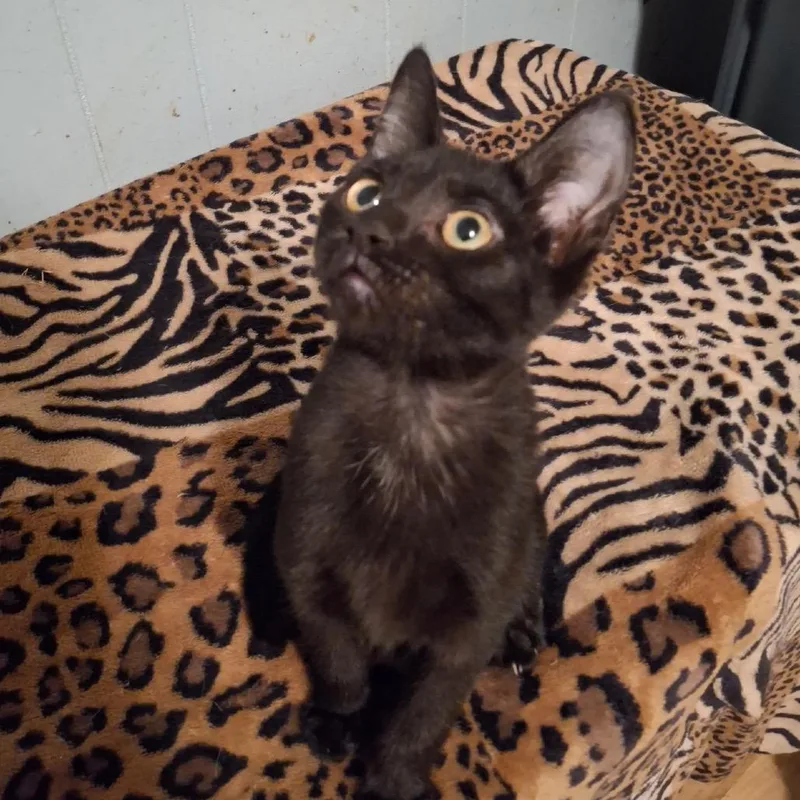A baby small-sized male Black Domestic Short Hair cat named Pepper Macon for adoption in Columbia, MO