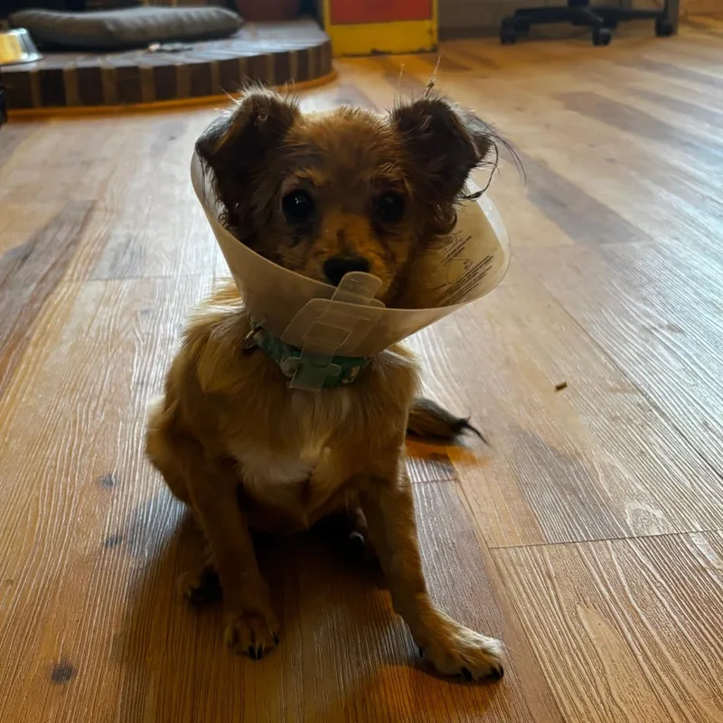 A young small-sized female Yellow / Tan / Blond / Fawn Chihuahua dog named Star for adoption in Moab, UT