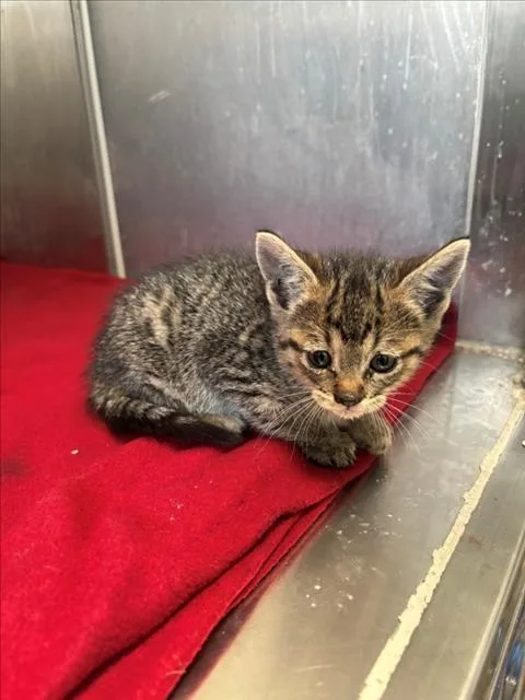 A baby small-sized female Domestic Short Hair cat named Lory for adoption in Tracy, CA
