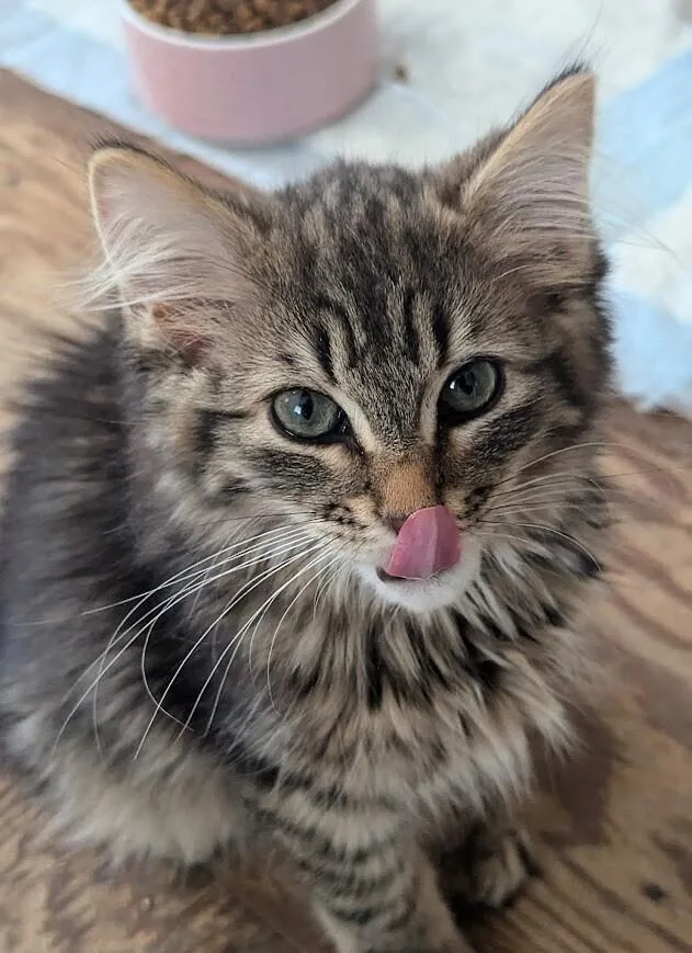 A young medium-sized male Tabby (Brown / Chocolate) Domestic Medium Hair cat named Boreas for adoption in Adrian, MI