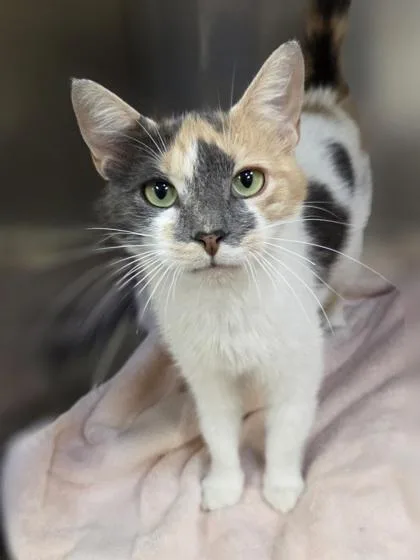 An adult medium-sized female Domestic Short Hair cat named Lilac for adoption in Westland, MI