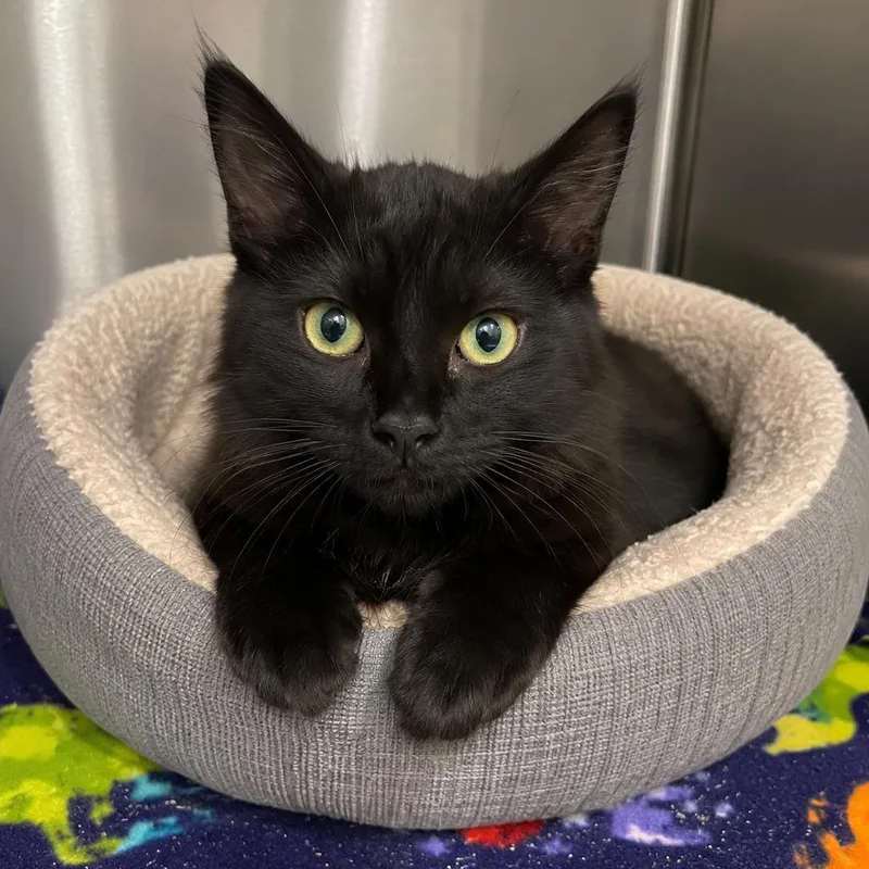 A baby medium-sized male Black Domestic Medium Hair cat named Willie Nelson for adoption in Cranston, RI
