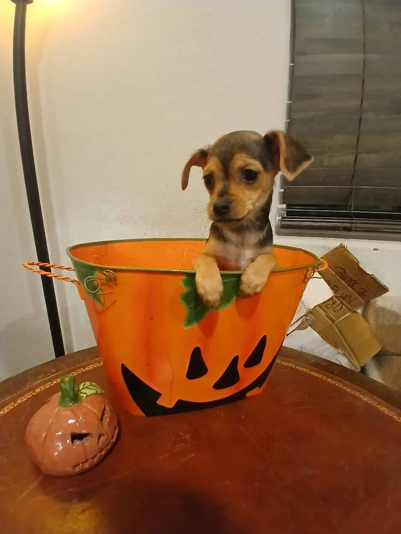 A baby small-sized female Yellow / Tan / Blond / Fawn Miniature Pinscher dog named Truffle for adoption in Las Vegas, NV