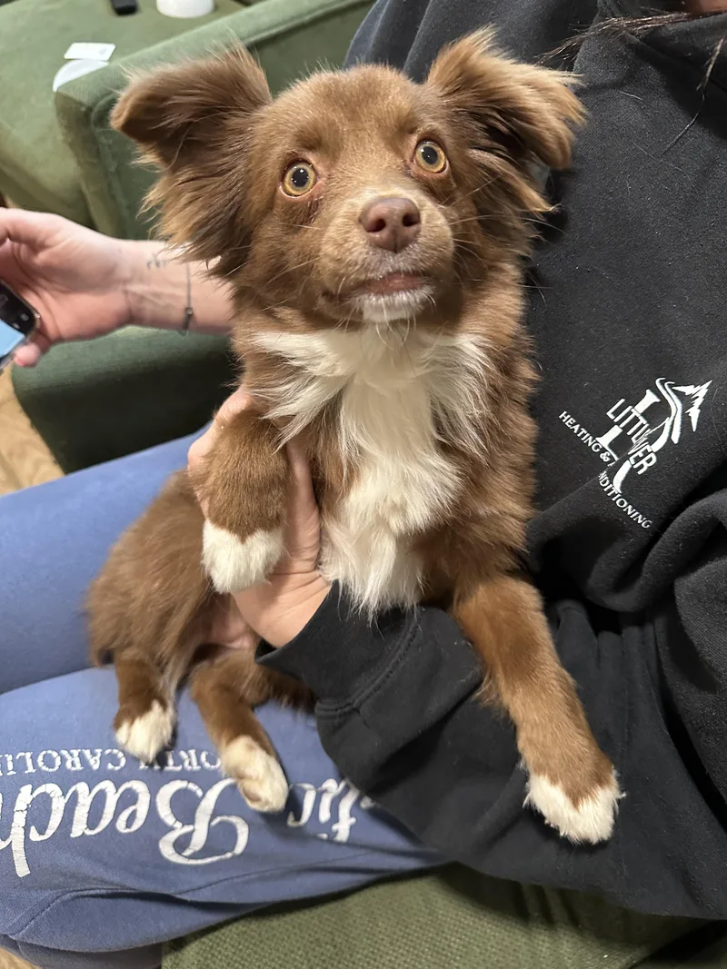 A young small-sized female Australian Shepherd dog named Zena Community Post for adoption in Floyd, VA