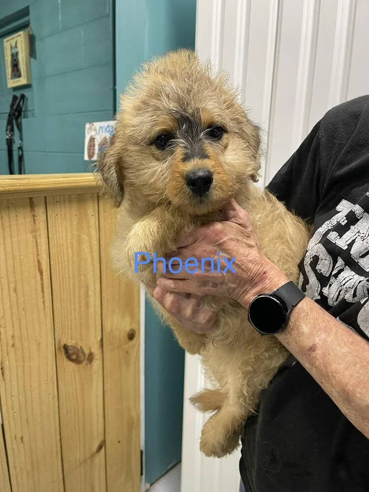 A baby small-sized male Goldendoodle dog named Phoenix for adoption in Chattanooga, TN