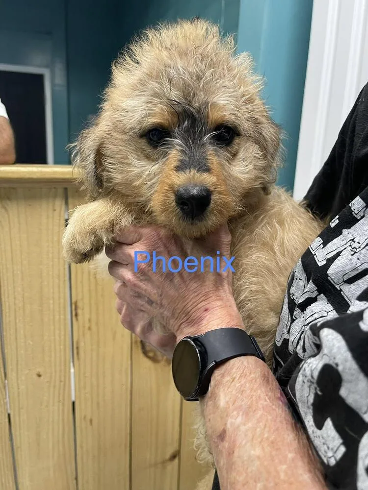 Phoenix thumbnail 2