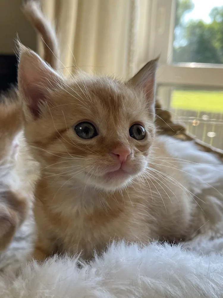 A baby small-sized male Tabby (Orange / Red) Domestic Short Hair cat named Star for adoption in Virginia Beach, VA