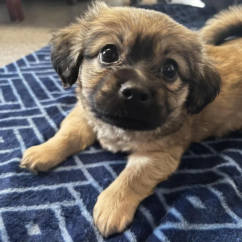 A baby small-sized male Yellow / Tan / Blond / Fawn Lhasa Apso dog named Beast for adoption in West Richland, WA