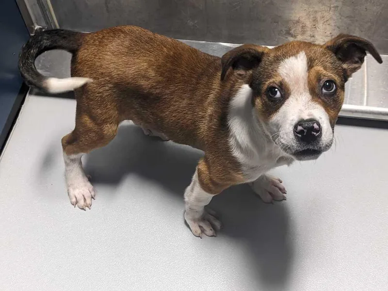 A baby medium-sized male Terrier dog named Smiley for adoption in Plymouth, MN