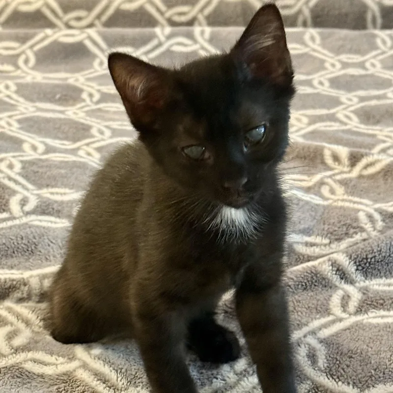 A baby small-sized female Black Domestic Short Hair cat named Ballad for adoption in Richmond, VA