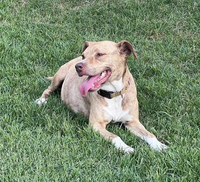 An adult medium-sized female American Staffordshire Terrier dog named Canela for adoption in San Antonio, TX