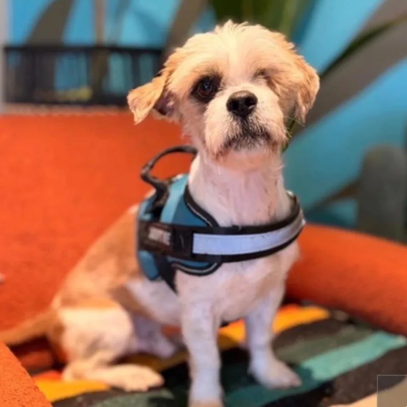A senior small-sized male White / Cream Havanese dog named Pugsley for adoption in Tacoma, WA