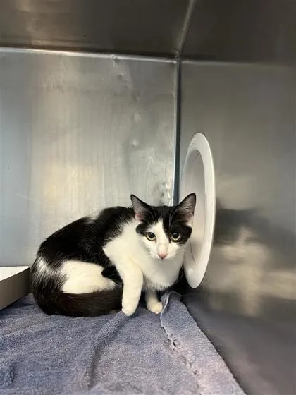An adult small-sized female White Domestic Short Hair cat named 61391534 for adoption in El Paso, TX